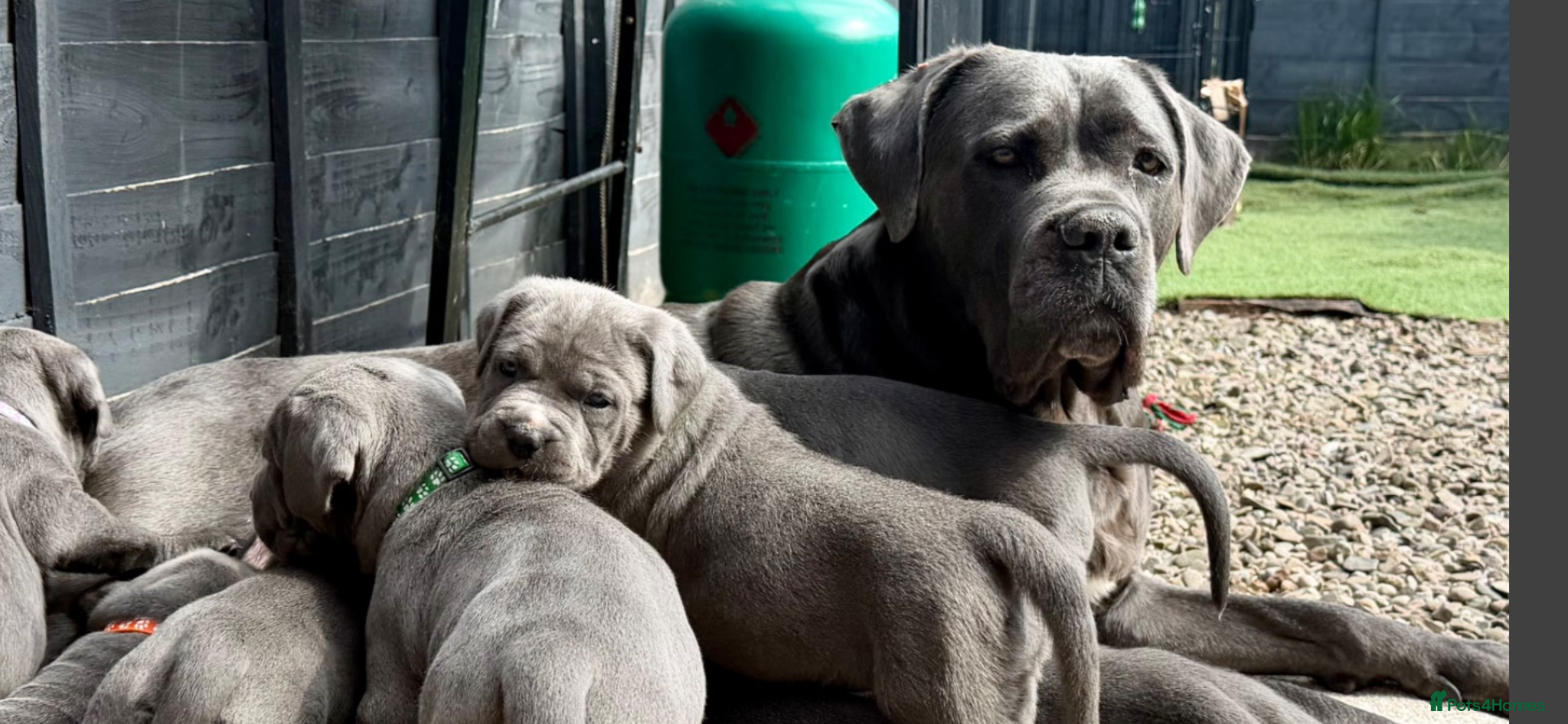 Cane Corso dogs for sale: Cane corso pups, 4 girls 2 boys, black and grey - Advert 2