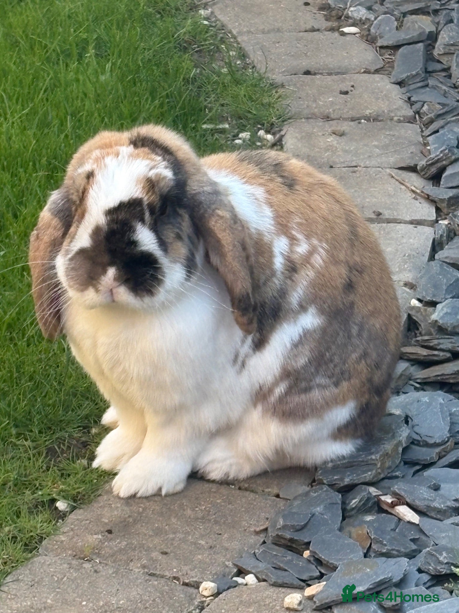 Mini Lop rabbits Two mini lops - male and female 4 years old - Advert 1