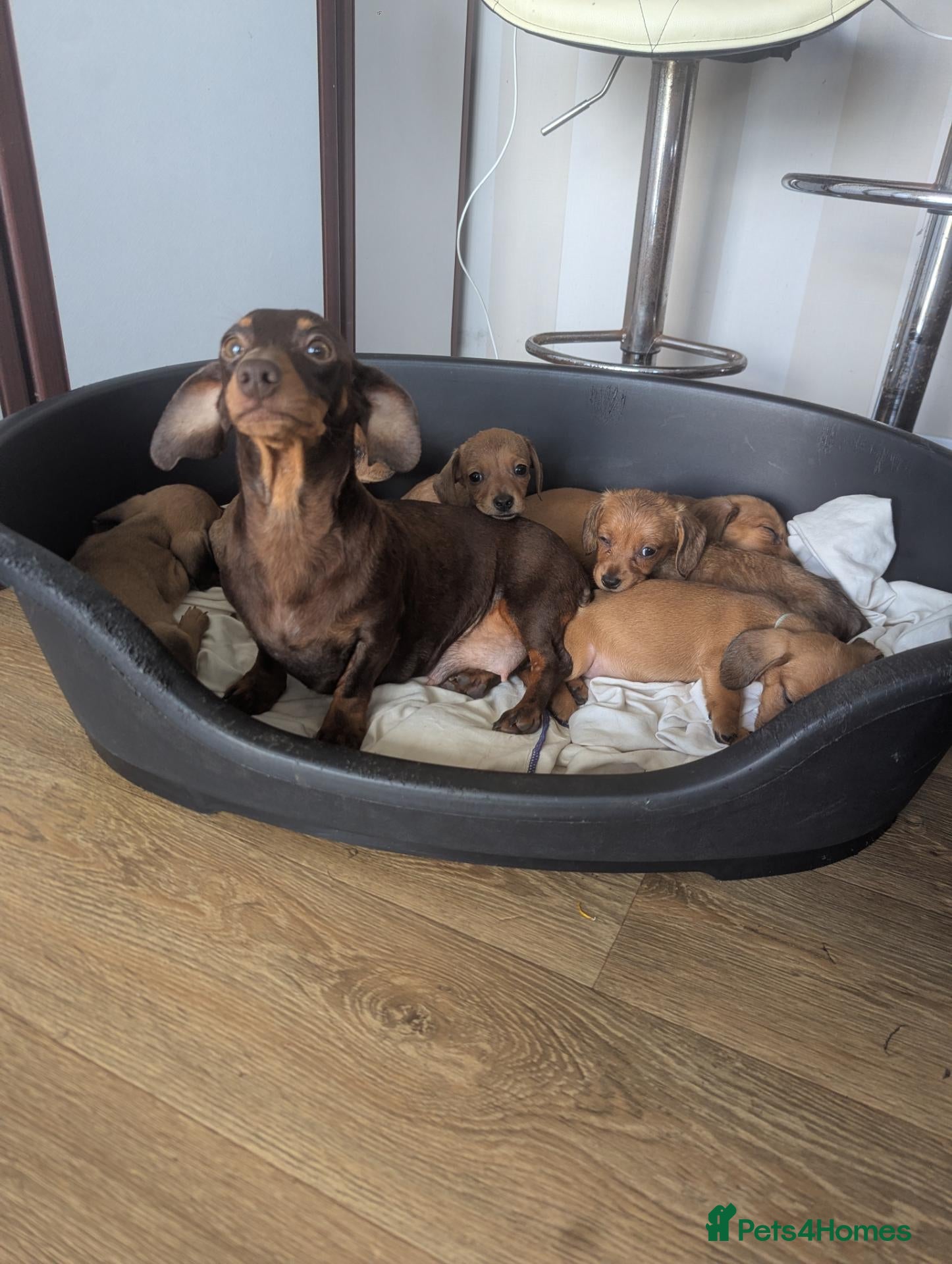 Miniature Dachshund dogs Kc registered  - Advert 1