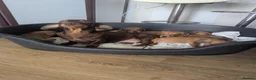 Miniature Dachshund dogs for sale: Kc registered  - Advert 1