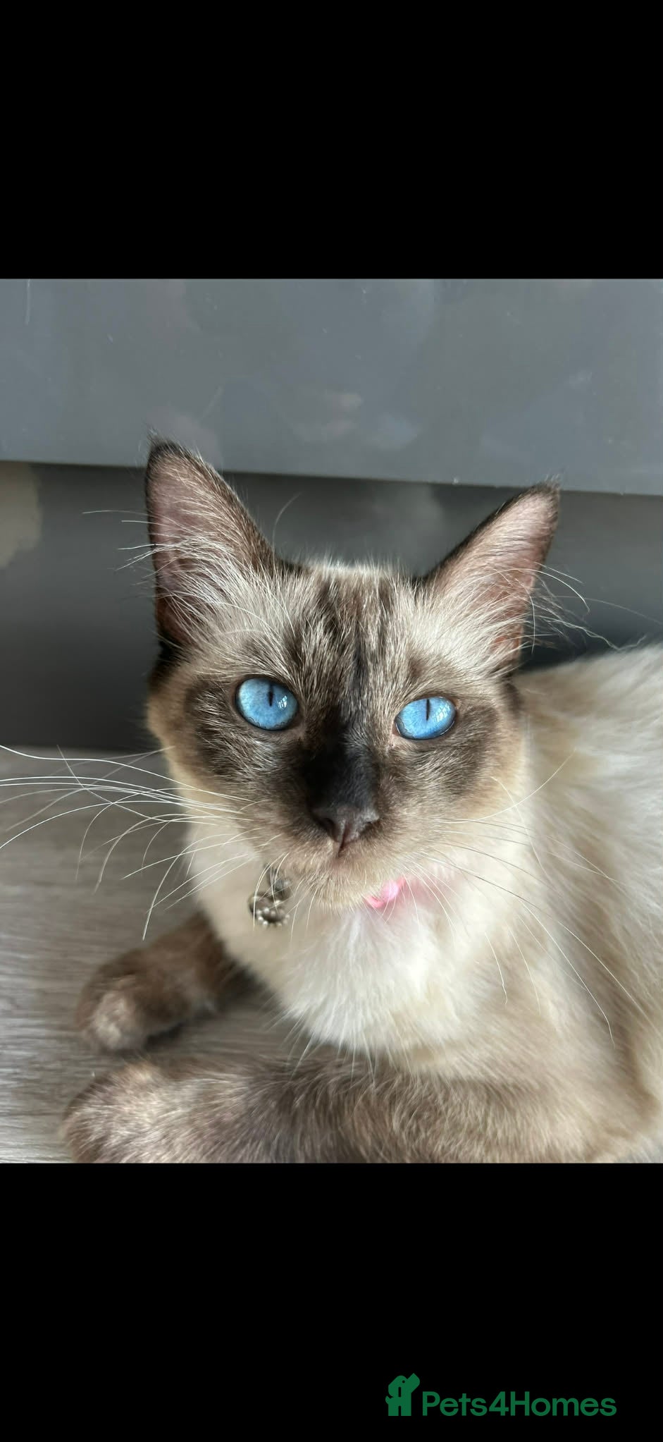 Ragamese cats 4yr old Ragamese  - Advert 7