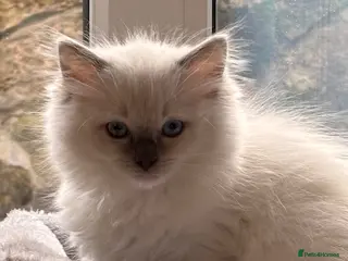 Ragdoll cats Beaufulful ragdoll girl 8 weeks - Advert 1