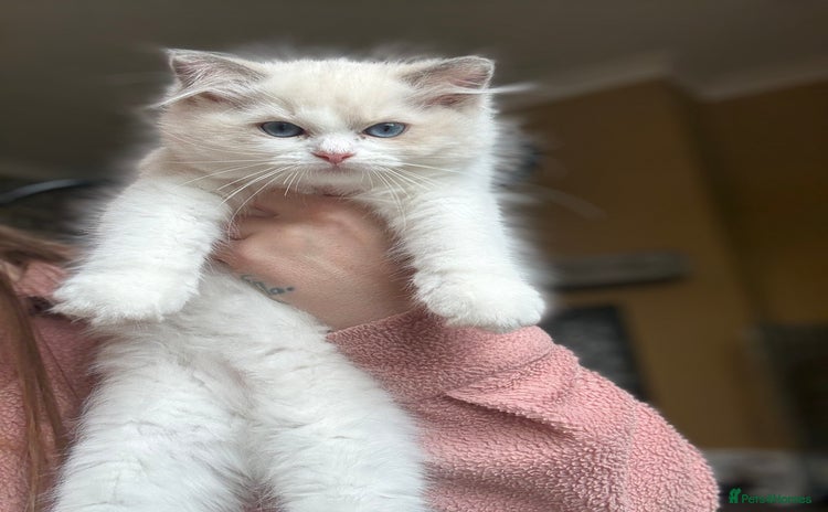 Ragdoll cats - Advert 7