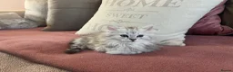 British Longhair cats for sale: British longhair cross kittens  - Advert 14