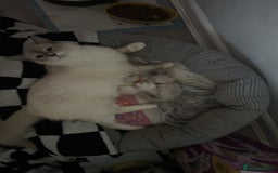 Ragdoll cats for sale: Beautiful Ragdoll (pure bred ) kittens  - Image 6