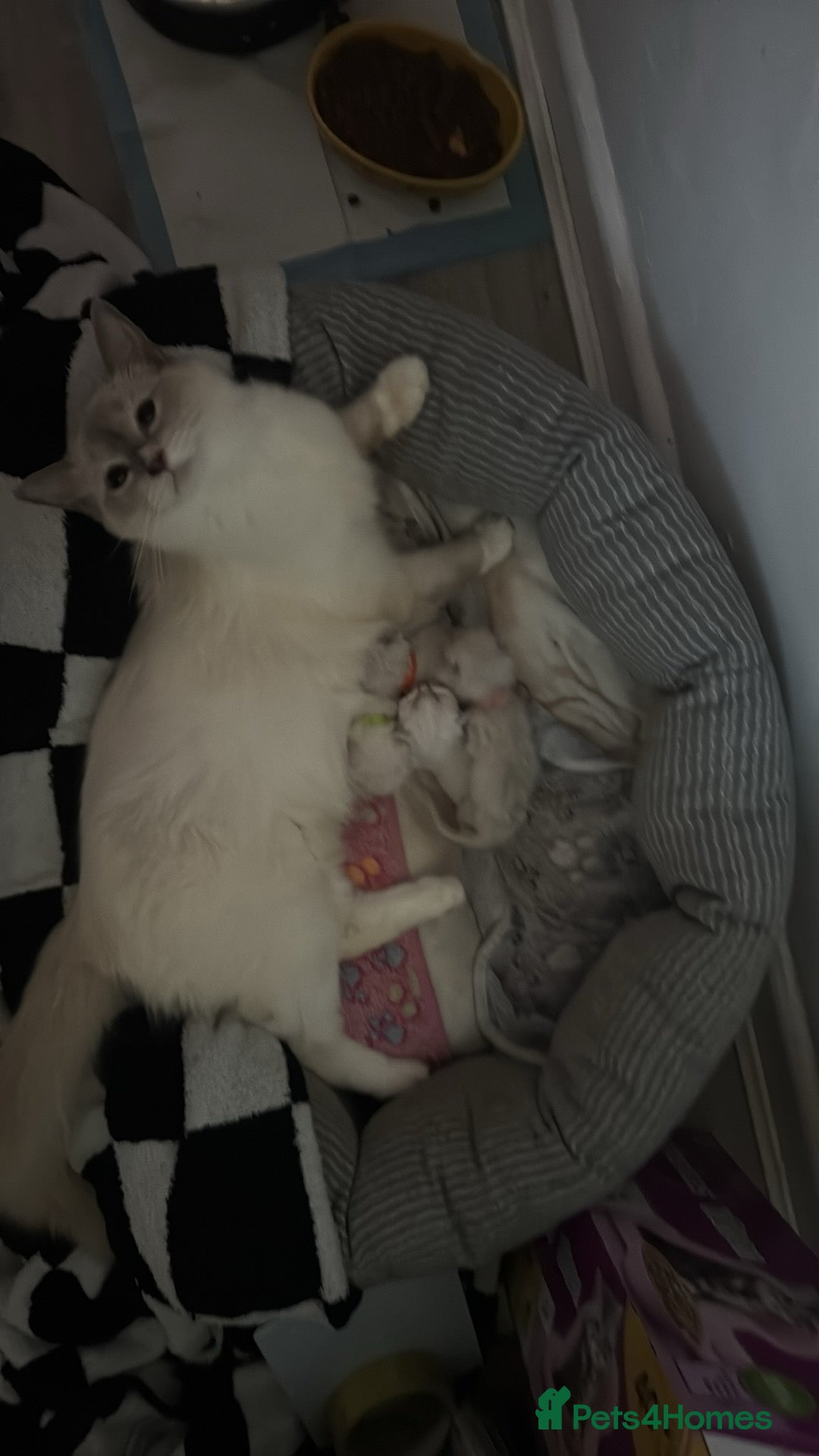 Ragdoll cats for sale: Beautiful Ragdoll (pure bred ) kittens  - Image 6