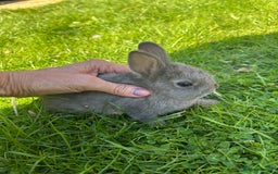 Netherland Dwarf rabbits for sale: Beautiful Netherland dwarf baby bunnies  - Image 2