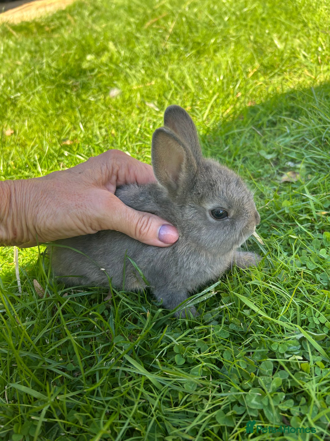 Netherland Dwarf rabbits for sale: Beautiful Netherland dwarf baby bunnies  - Image 2