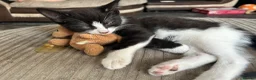 Mixed Breed cats for sale: 6 Beautiful kittens  - Advert 4