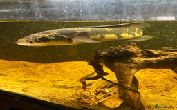 Other/Mixed Breed fish for sale: emperor snakehead for sale  - Image 1