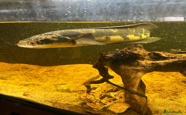 Other/Mixed Breed fish - Advert 9