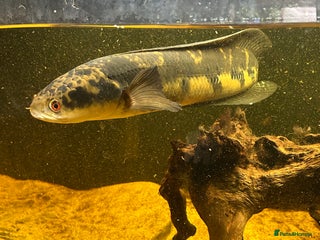 Other/Mixed Breed fish - Advert 5