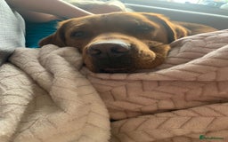 Labrador Retriever dogs for stud: Dark Fox Red Labrador For Stud in Leeds - Image 18