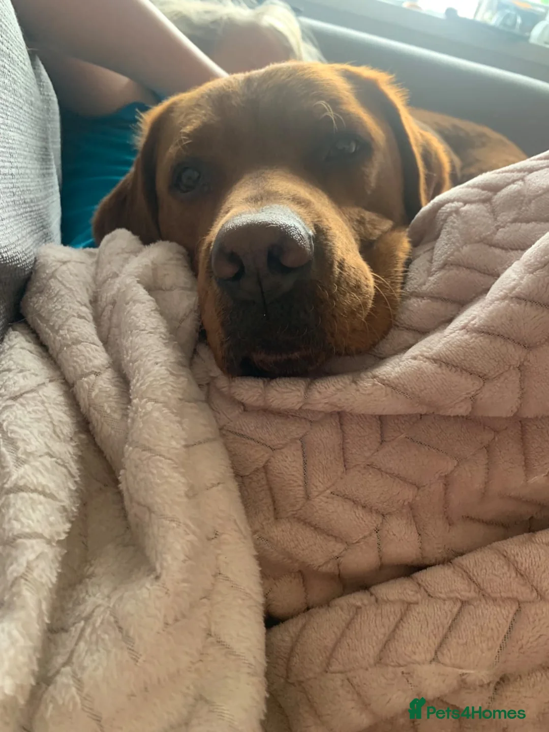 Labrador Retriever dogs for stud: Dark Fox Red Labrador For Stud in Leeds - Advert 18