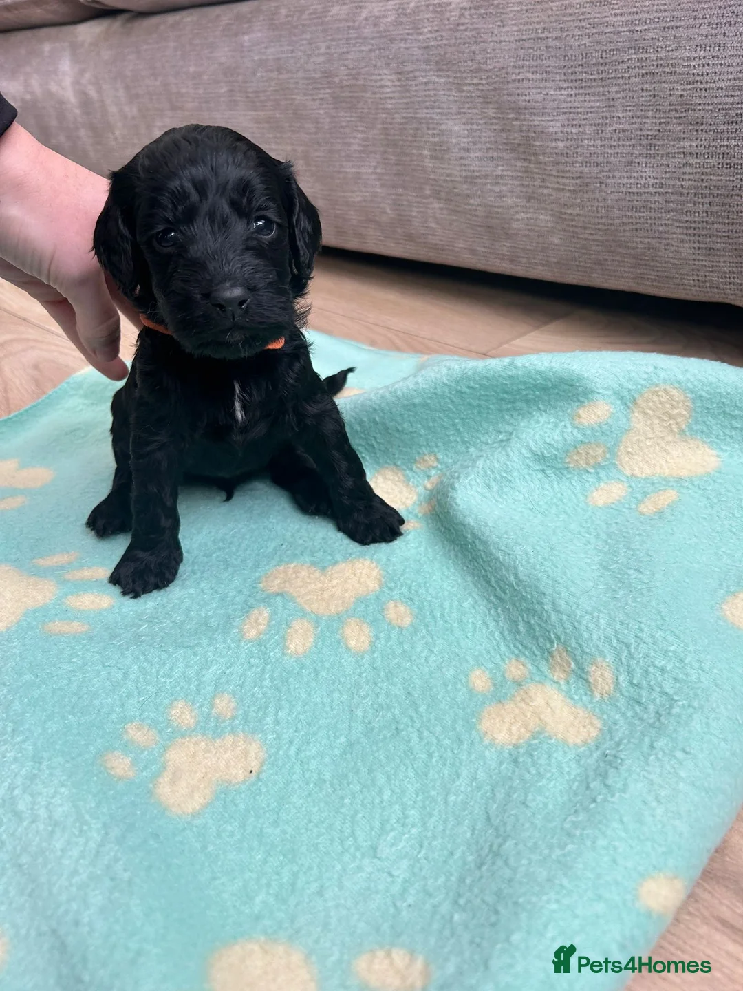Cockapoo dogs for sale: Beautiful cockerpoos  - Advert 4