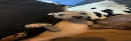 Italian Greyhound dogs for sale: KC Reg fawn male Italian greyhound READY NOW - Advert 7