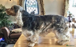 Cocker Spaniel dogs for sale: KC show type cocker spaniels  - Image 5