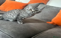 British Shorthair cats for sale: * Reduced * last BSH male kitten left - Image 11