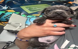 Mixed Breed dogs for sale: Unreal Frenchweiner puppy’s 🥹 - Image 13