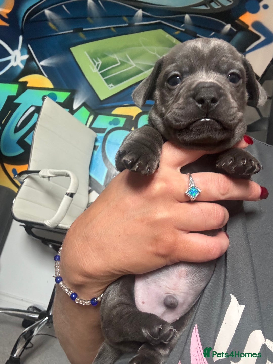 Mixed Breed dogs for sale: Unreal Frenchweiner puppy’s 🥹 - Image 13