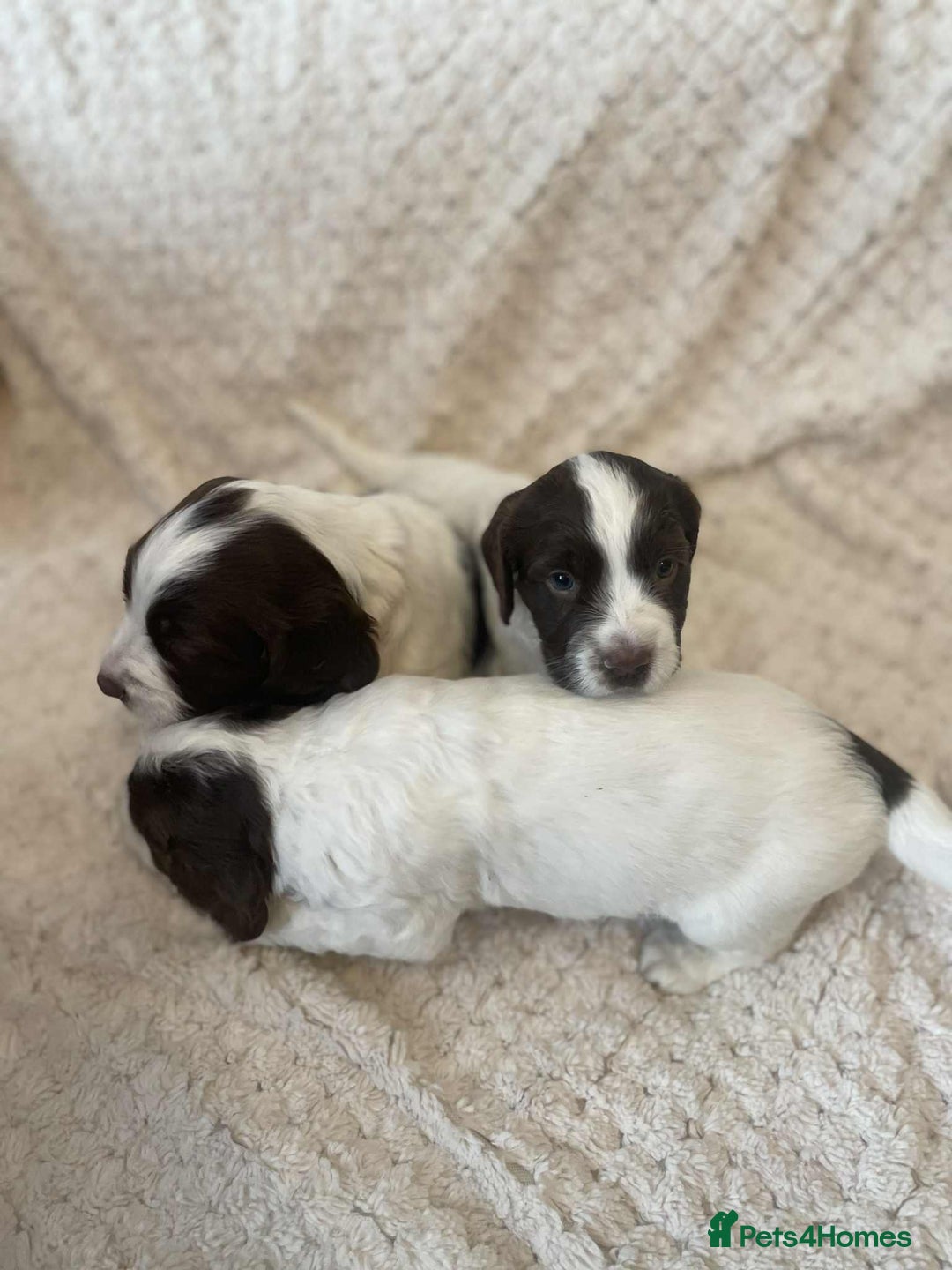 English Springer Spaniel dogs for sale: English springer spaniel  - Image 8