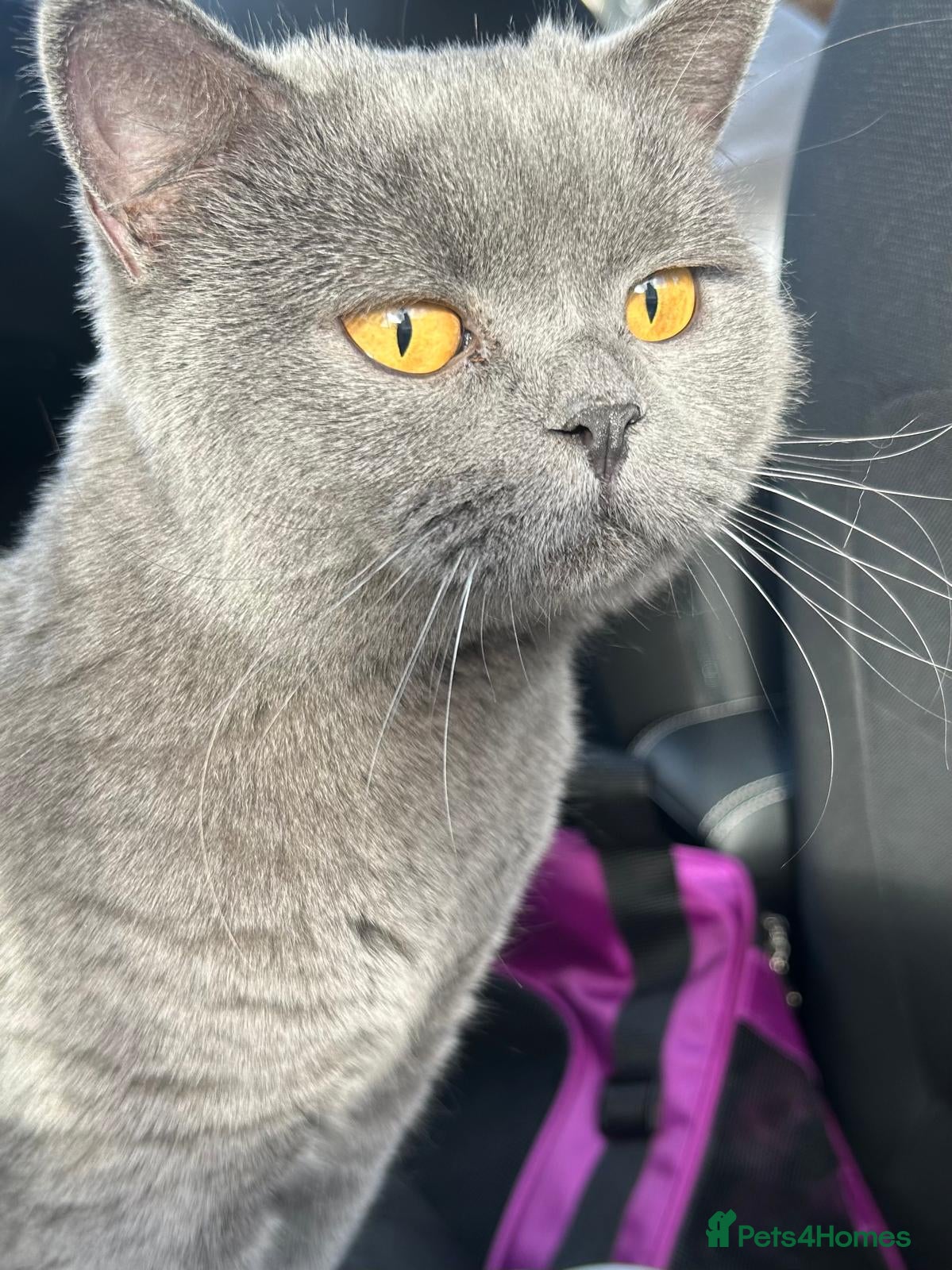 British Shorthair cats Blue British Shorthair Female  - Advert 9