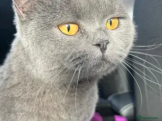 British Shorthair cats Blue British Shorthair Female - Advert 3