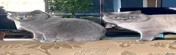 British Shorthair cats for sale: Pure British shorthair kittens Genetically tested - Advert 2