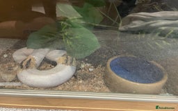 Python Snake reptiles for sale: Yellow Belly Pied Python - Image 5