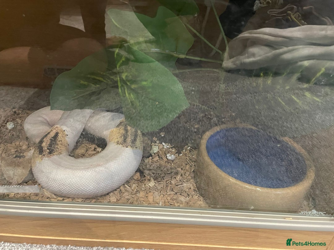 Python Snake reptiles for sale: Yellow Belly Pied Python - Image 5