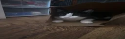 Mixed Breed cats for sale:  **   in Manchester - Advert 14
