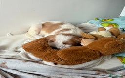 Beagle dogs for sale: Beagle puppy  - Image 2