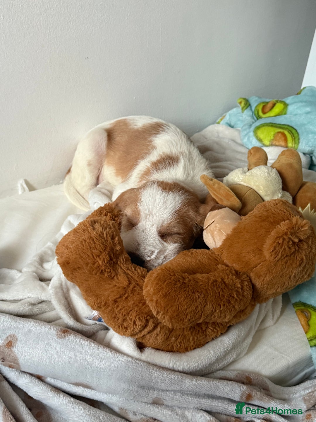 Beagle dogs for sale: Beagle puppy  - Image 2
