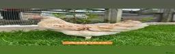 Chickens poultry for sale: Coloured hybrid hens at point of lay in Colchester - Advert 18