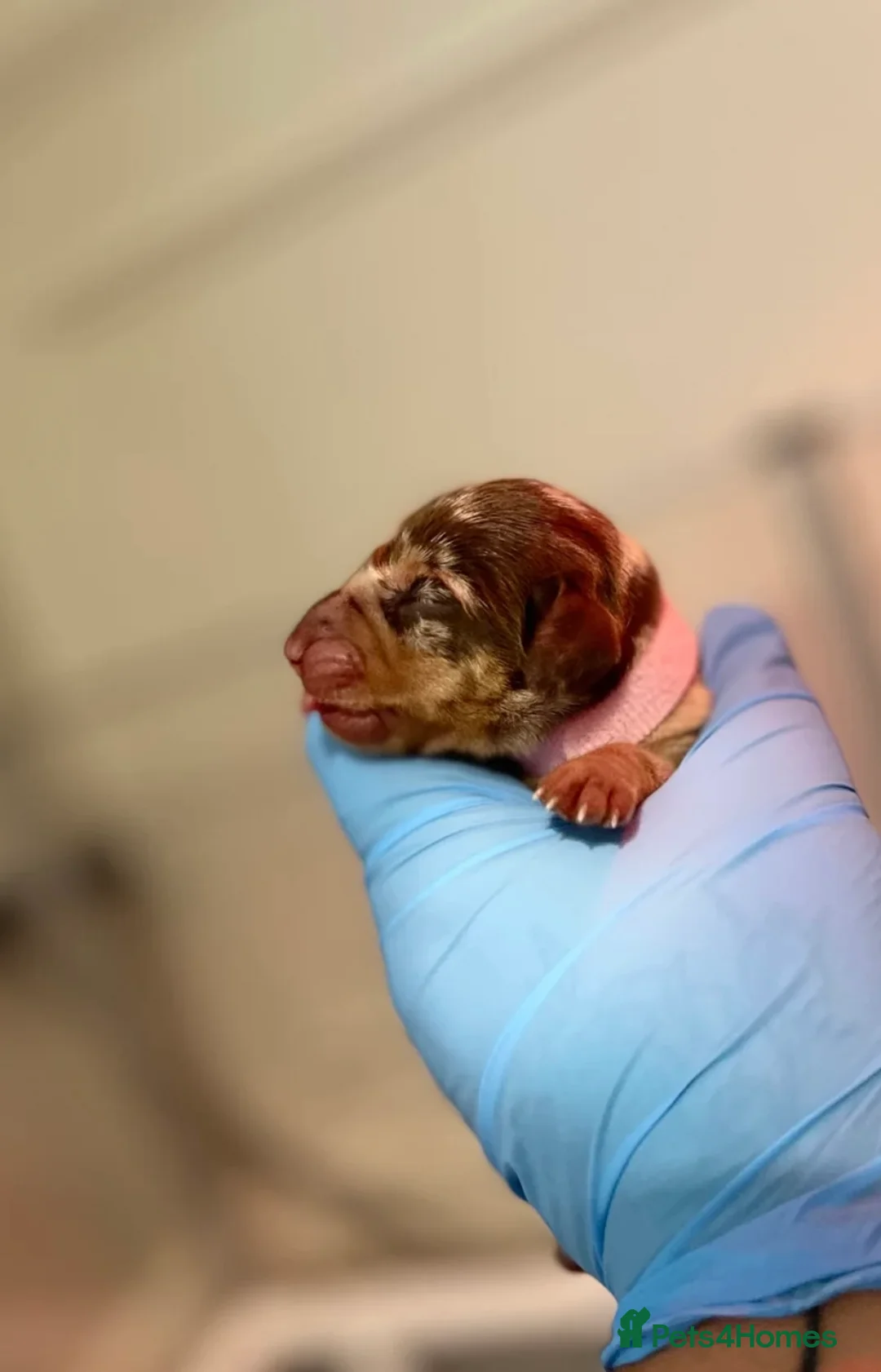 Miniature Dachshund dogs for sale: KC registered Miniature Dachshund PRA clear - Advert 11