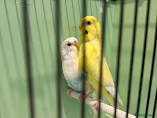 Budgerigars birds Breeding pair of budgies and one female budgie - Advert 1