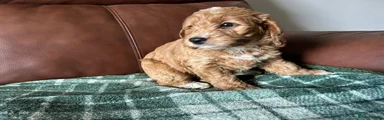 Cockapoo 4