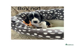 Cocker Spaniel dogs for sale: Beautiful Cocker Spaniel Puppies ❤️ - Image 1