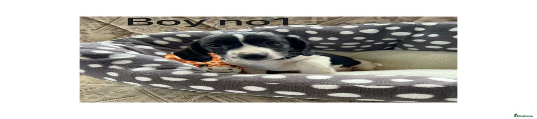 Cocker Spaniel Puppy 1
