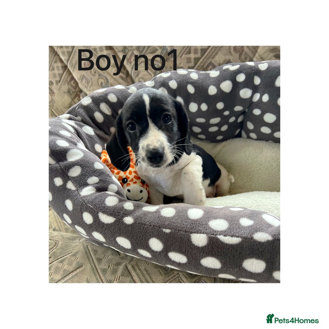 Cocker Spaniel dogs for sale: Beautiful Cocker Spaniel Puppies ❤️ - Image 1