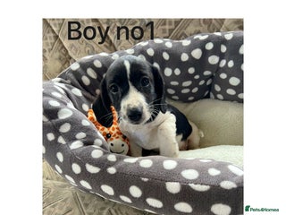 Cocker Spaniel dogs - Advert 13