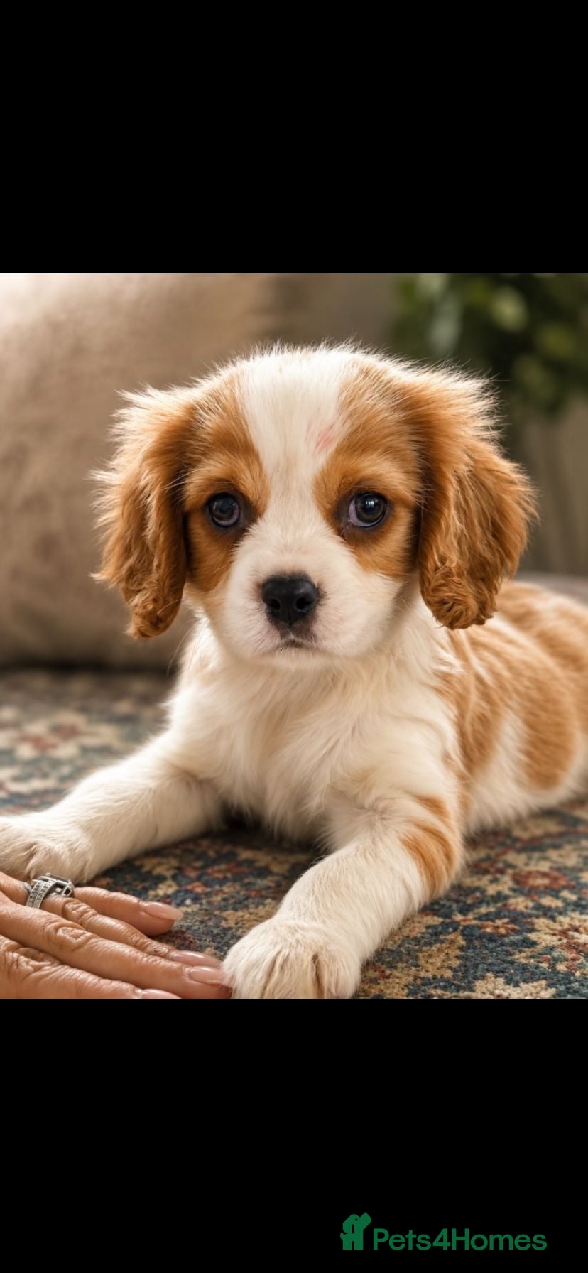 Cavalier King Charles Spaniel dogs The Royals' Cavalier King Charles  - Advert 1
