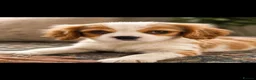 Cavalier King Charles Spaniel dogs for sale: The Royals' Cavalier King Charles  - Advert 1