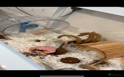Hamster rodents for sale: Male Hamster, Cage, Accessories Included - Image 3