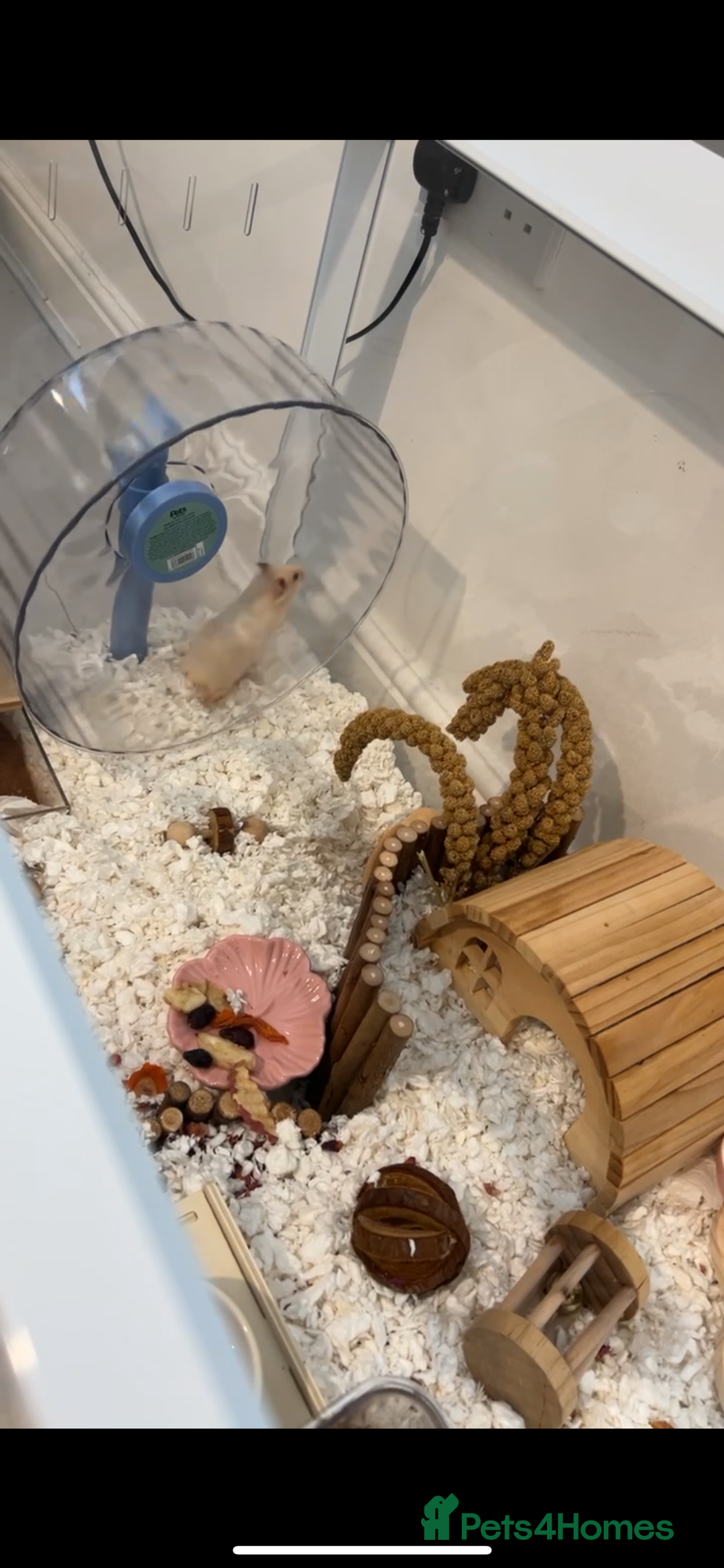 Hamster rodents for sale: Male Hamster, Cage, Accessories Included - Image 3