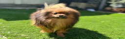 Pomeranian dogs for sale: Russian coated red sable Pomeranian puppy - Advert 3