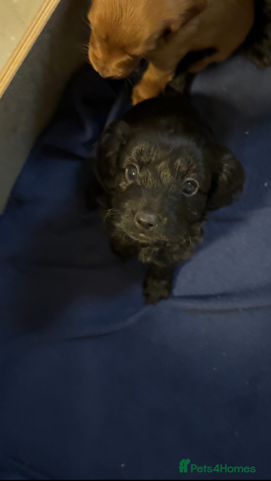 Cockapoo dogs for sale: Cockapoo puppies for sale  - Image 2