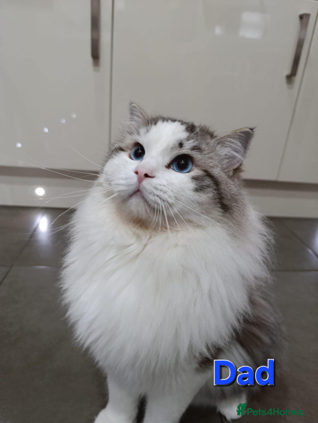 Ragdoll cats for sale: GCCF registered ragdoll kittens  - Advert 5