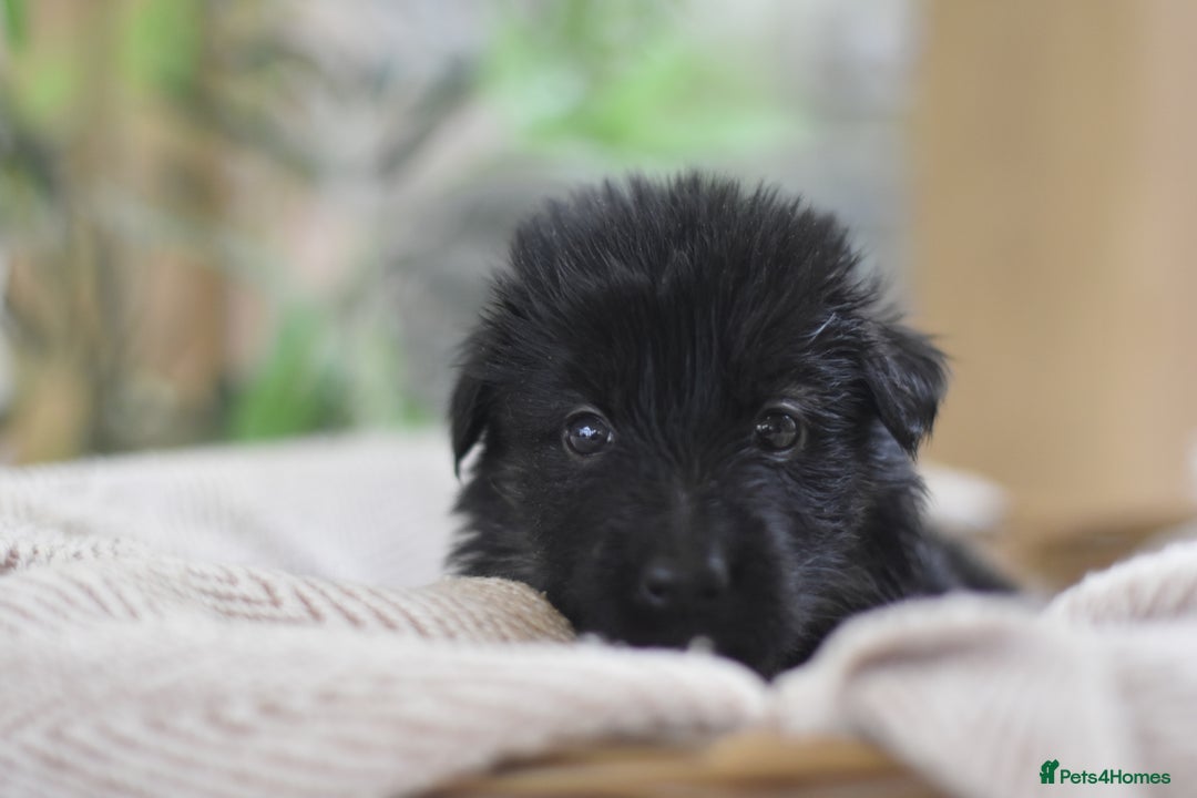 German Shepherd dogs for sale: KC registered 5 generation long coated GSD puppies - Advert 31