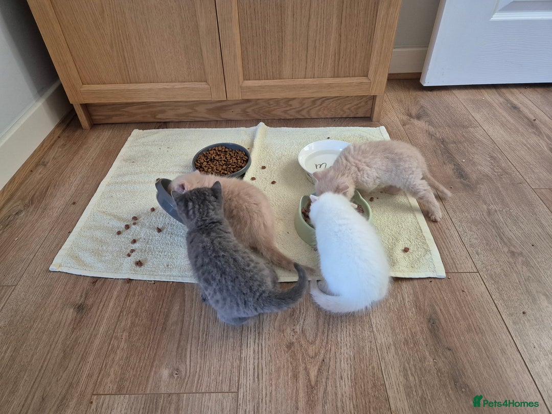 British Shorthair cats for sale: British Shorthair kittens - Image 18